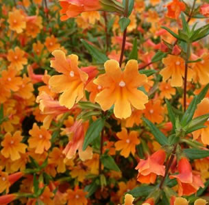 Sandy Soil Plants