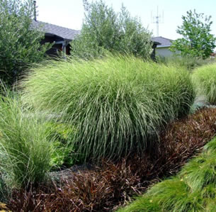 Ornamental Grass Garden