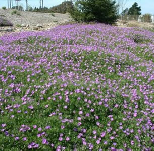 Ground Covers