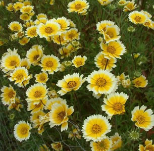 Low Water Perennials