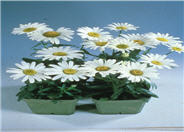 Silver Leaf Marguerite