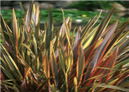 Rainbow Warrior New Zealand Flax