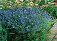 Lavender Lady English Lavender