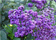 Heliotrope Black Beauty