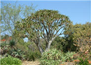 Baines Tree Aloe