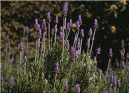 French Lavender, Toothed Lavender