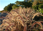 Purple Fountain Grass