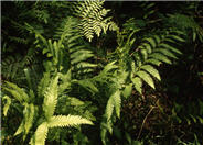 Netted Chain Fern