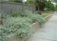 Licorice Plant