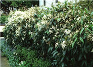 Evergreen Clematis