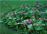 Heartleaf Bergenia