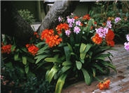 Kafir Lily, Clivia