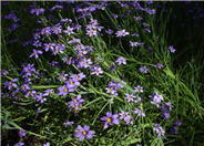 Blue-Eyed Grass