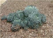 Huachuca Agave