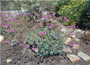 Rock Purslane