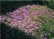 Rose Trailing Ice Plant