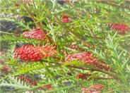 Grevillea Hybrid