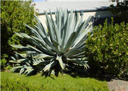 Century Plant, Maguey