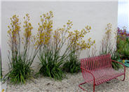 Kangaroo Paws