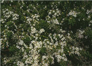 Wide-leaf Myoporum