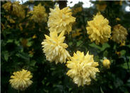 Climbing Rose, Golden Showers