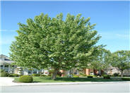 California Sycamore