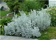 Dusty Miller, Silver Groundsel