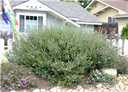 Australian Rosemary