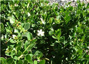 Ground Cover Natal Plum