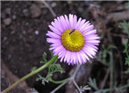 Blue Beach Aster, Seaside Daisy