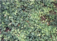 Hahn's English Ivy