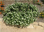 White Trailing Lantana