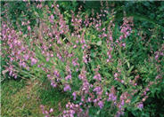 Garden or Common Sage