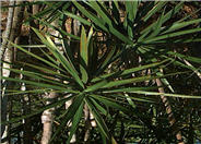 Red-Edged Chevron Plant