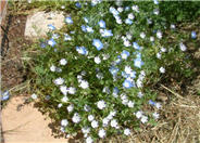 Five-Spot Nemophila