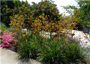 Kangaroo Paw 'Yellow'