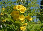 Yellow Bells, Yellow Elder