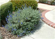 Germander Sage, Mexican Blue Sage