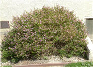 Hawaiian Heather, False Heather