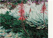 Gold Tooth Aloe