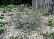 Gray Honey Myrtle