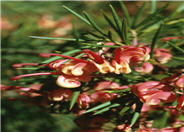 Noell's Grevillea