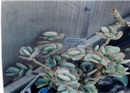 Silver Jade Plant