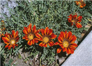 Copper King Gazania