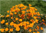 California Poppy, Golden Poppy