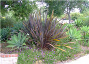 New Zealand Flax, Purple