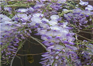 Wisteria