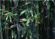 Giant Timber Bamboo