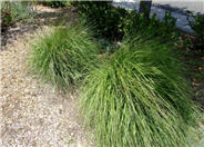 Giant Feather Grass