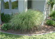 Morning Light Silver Grass